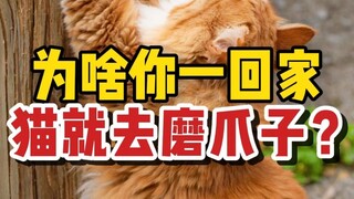 Mengapa kucing mulai mengasah cakarnya segera setelah Anda tiba di rumah?