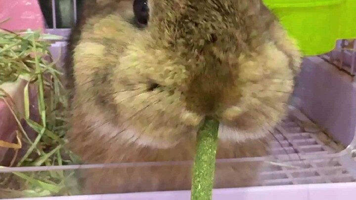You suddenly switch from hay sticks to pasture grass when feeding your bunny.