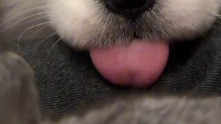 看到兔子一直嘤嘤的小耶耶