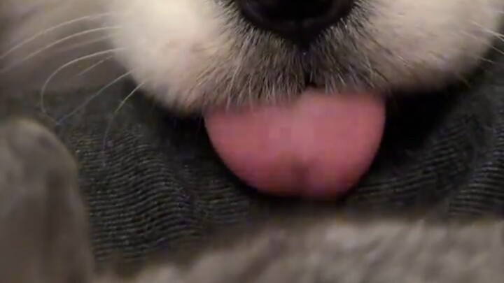 看到兔子一直嘤嘤的小耶耶