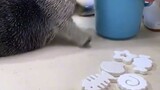 Adorable Otter help it's human to tidy up things