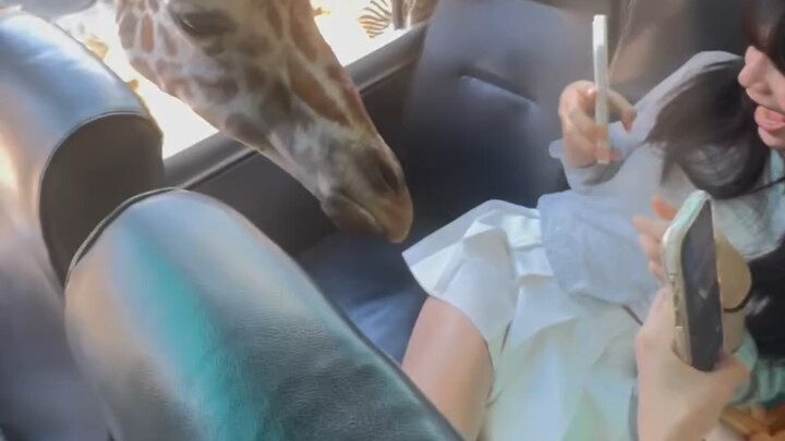 Giraffe: Do we really need to be this loud?
