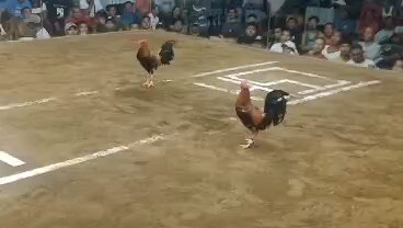 Magtito gamefarm 5K Sweater, 2Hits CSA - Win.