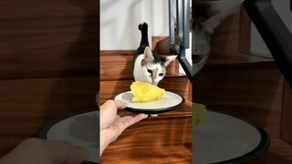 DURIAN vs KUCING!! Bau durian kaya 〇〇!?