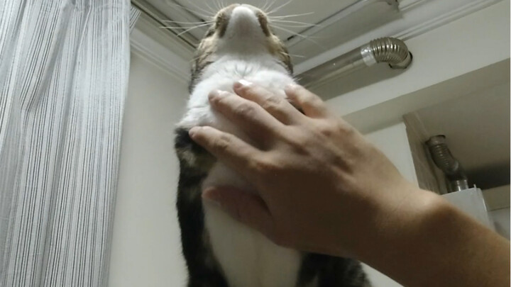 Membuat kucing jadi kesal, dia malah melakukan… [Uu-uu adalah seekor kucing]