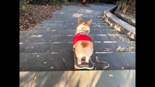 稳如狗 原来是这么来的