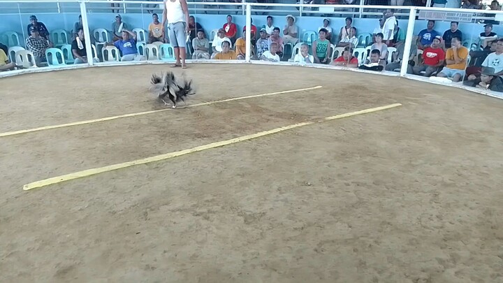 FIRST FIGHT BAKIKI #3WINS