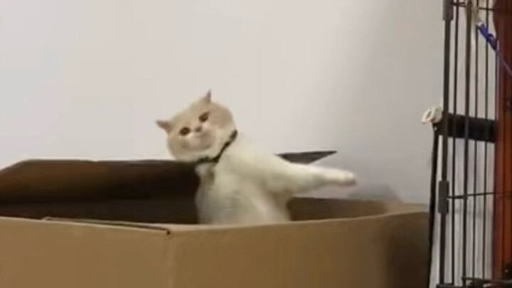 Kucing ini benar-benar bodoh!