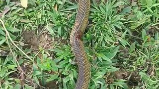 2 snake