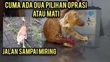 Astagfirullah Kucing Liar Sakit Prolaps Sampai Panjang Banget Harus Segera Di Oprasi..!