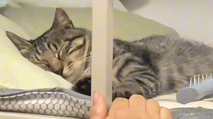 الفرق بين دخول قطط برية صغيرة إلى مهاجع الذكور والإناث