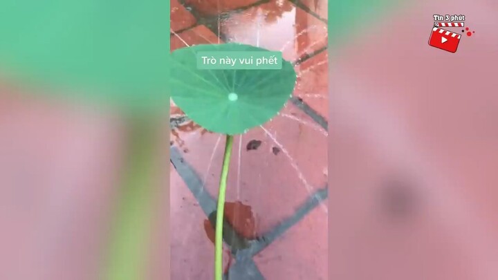 Cô gái đăng clip 'GIẢI THÍCH' sự tích 'VÒI HOA SEN' khiến dân mạng thích thú 'LÀM THEO