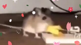 旋转吧!雪月鼠.mp4