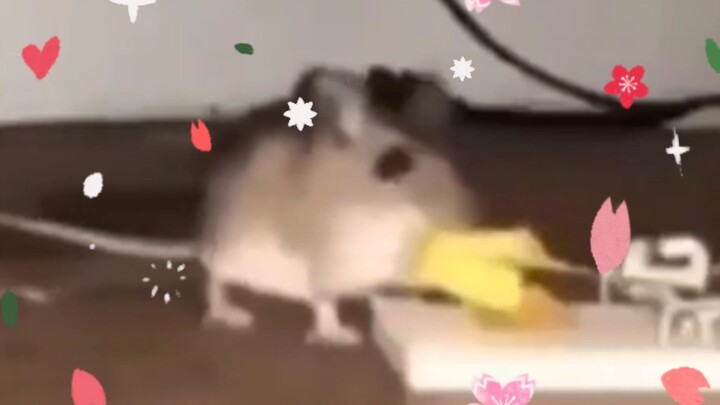 Putar! Tikus Bulan Salju.mp4