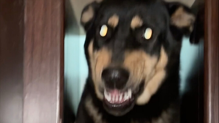 วิธีทำให้หมาตัวใหญ่กลายเป็นหัวกลม