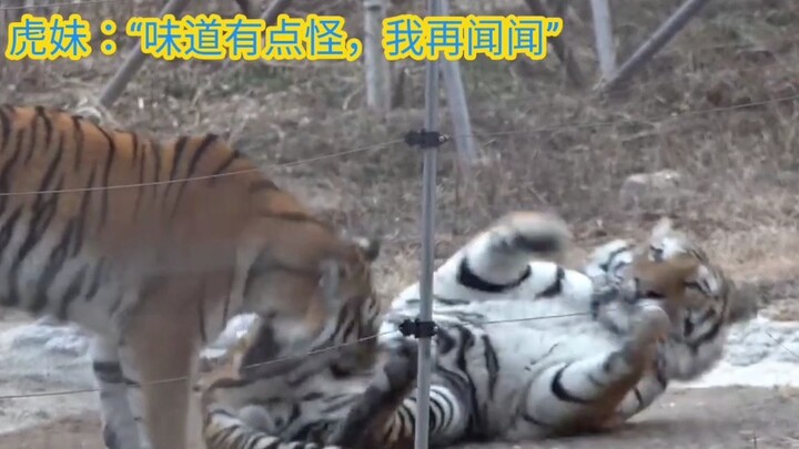 “The smell is so weird, let me sniff it again.” The male tiger is doing his best to protect his cat 