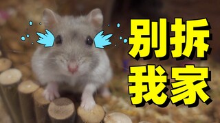 บ้านพักคนชราแฮมสเตอร์สุดอลังการถูกรื้อถอน! อุโมงค์ใต้ดินกลายเป็นท่อระบายน้ำ! กลิ่นเหม็นเหม็นจนทนไม่ไ
