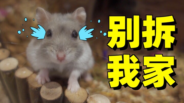 Pembongkaran paksa panti jompo hamster yang kaya! Terowongan bawah tanah diubah menjadi selokan! Bau