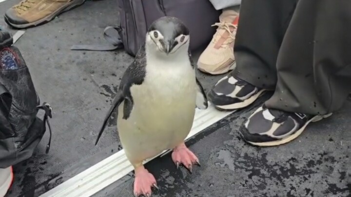 A biped helps a penguin that boarded the wrong ship get free!