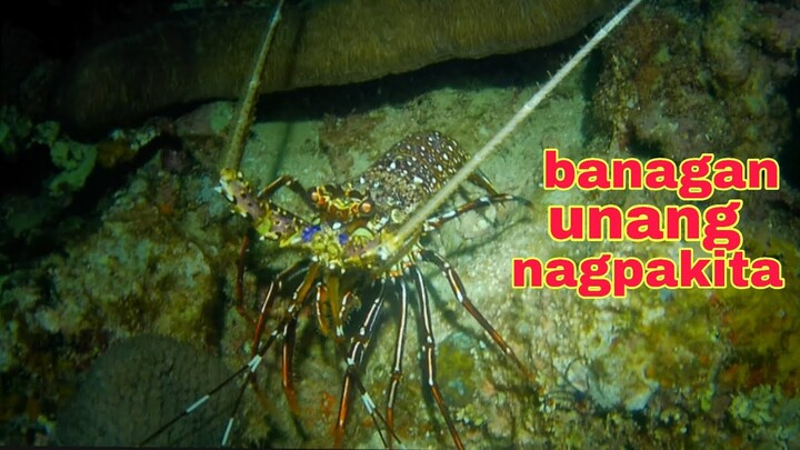 ep370.Dive2 banagan agad ang nagpakita night spearfishing Philippines