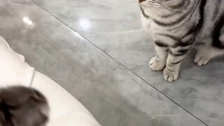 Nó có quá nhiều con, mình nghĩ lén lấy một con ra chơi chắc sẽ không ai phát hiện đâu