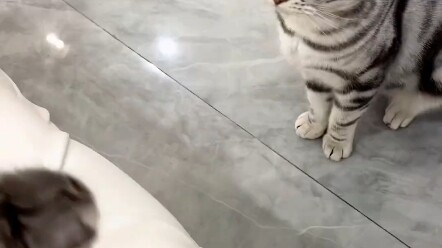 มันมีลูกน้อยมากมายขนาดนั้น ฉันคิดว่าขโมยออกมาตัวหนึ่งเล่นคงไม่มีใครสังเกตเห็นหรอก