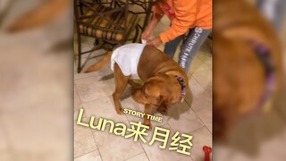 家里狗狗第一次来月经，可把当妈的激动的