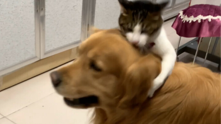 แมวมันน่าเบื่อขนาดไหนกันนะ