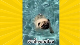 สัตว์เลี้ยงเพื่อนขนปุย : เจ้าปั๊กจอมป่วน