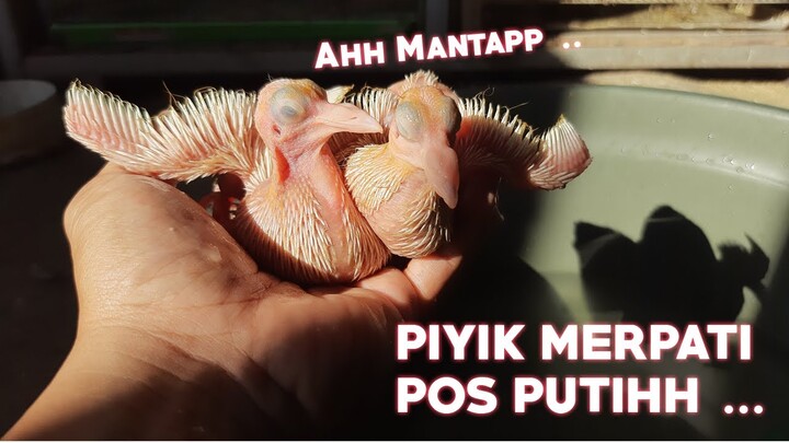 AWALNYA KOTOR BAU LANGSUNG JADI BERSIH WANGI - MEMANDIKAN PIYIK MERPATI POS PUTIH