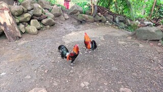 nawala sound