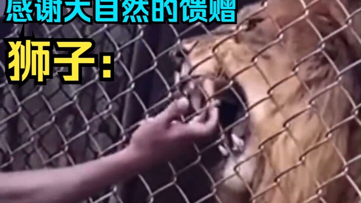Black Brother Teases the Lion with His Finger—Gets Brutally Torn Apart! The Lion Says: “Thanks for N