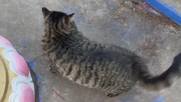Mi: Manusia, di sini tidak ada kucing kecil lain yang melihat, kamu boleh membelakuku, lho~
