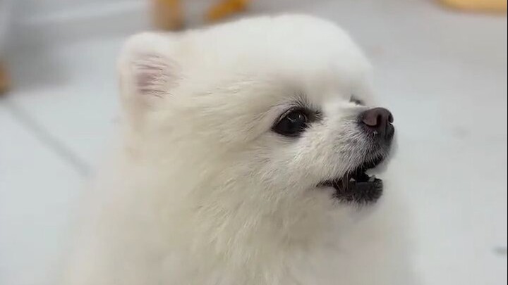 This little doggy can even follow his sister’s instructions to adjust the volume!