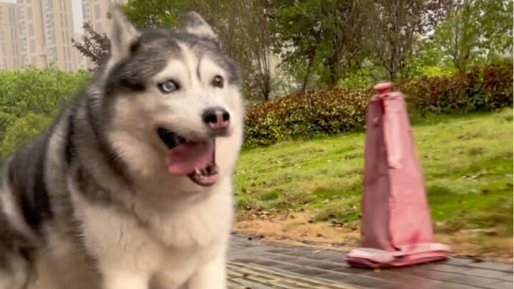 Dogs also have classic movie poses