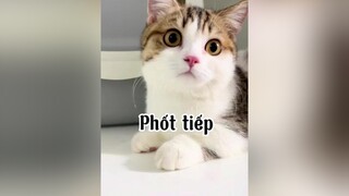 Lần này chiếm thiệc nun 🤣🤣 mèo cat