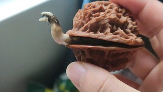 文玩核桃，发芽复活赛。