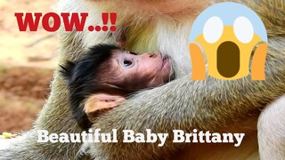 WOW!!,​SO BEAUTIFUL BABY MONKEY BRITTANY LOOK LIKE VERY TRY TO SUCKING,SO AVAILABLE BABY TRY SUCCESS