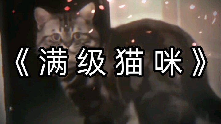 แมวเลเวลสูงสุด!