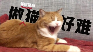 papi酱的大小咪：小咪是一只守规矩的猫咪，坐姿优雅，礼貌待人，非主动伸手，绝不舔人！