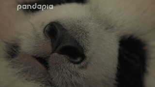 熊猫睡颜特写，仔细一看鼻孔还挺大的~哈哈哈~