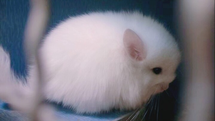 Xiaolongmao Banxia’s Growth Diary. Every little life can shine and warm the world.