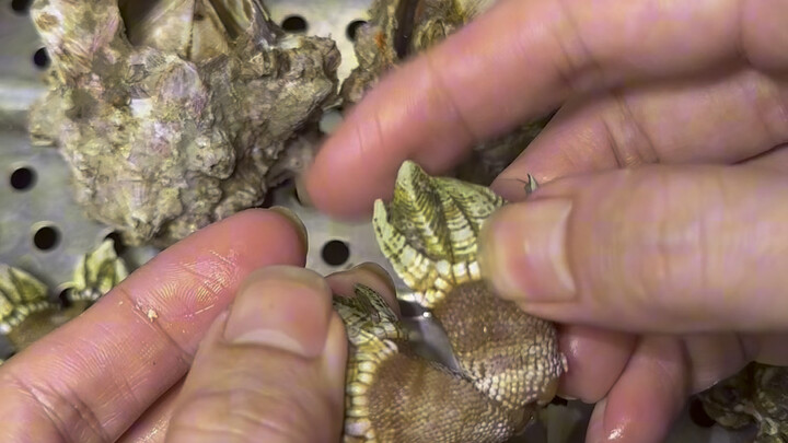 يتم قطف بلح البحر العنق الإوزي وبلح البوذا كل يوم لمدة ساعتين أو ثلاث ساعات فقط.