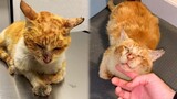 Elderly and Starving Cat On Street Is So Happy To Be Adopted - Save Cat