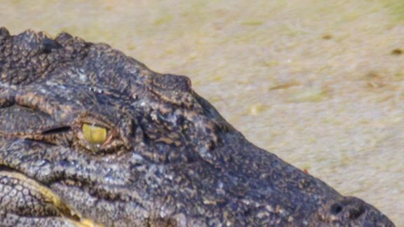 ISA SA PINAKA MATAPANG NA HAYOP (Capybaras) #ccto