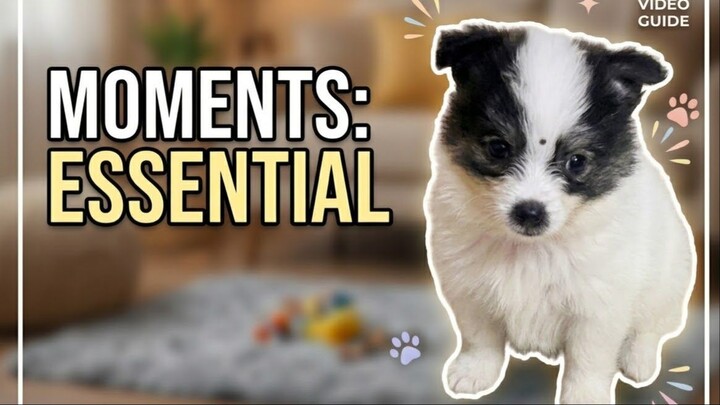 Beutyfull Pets Family 🥰