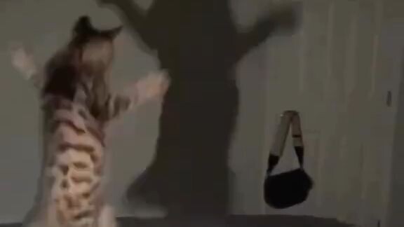 Il tuo è uno “Smooth Criminal”