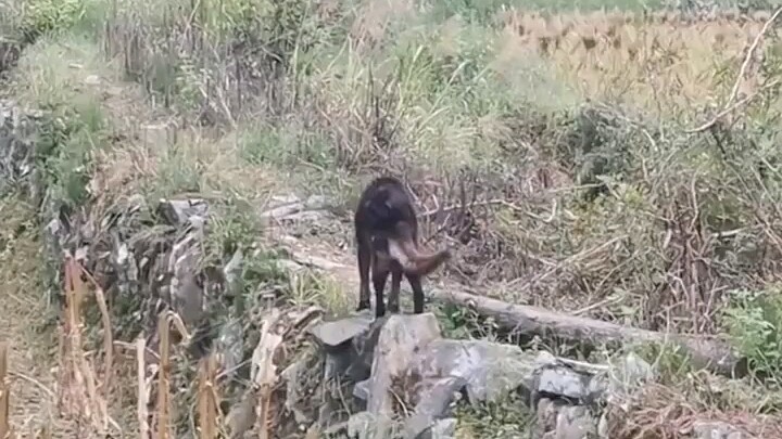 An elderly dog in his teens knows his time is running out, so he shakily makes his way into the moun
