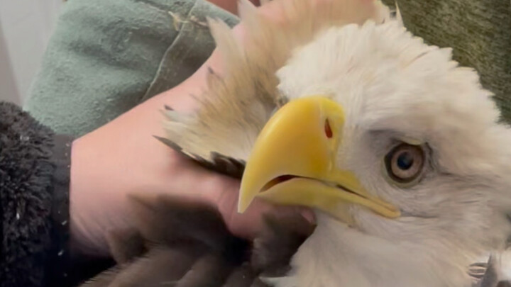 Cute Eagle-chan