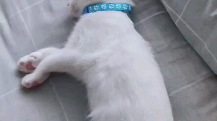 The owner won’t let the cat sleep, and the cat says, “Just you wait—I’ll scratch you as soon as I wa